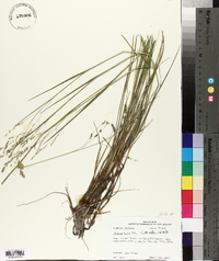 Panicum hians image