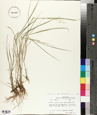 Panicum hians image