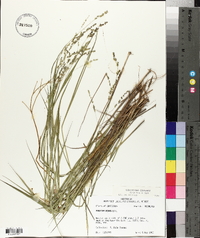 Panicum hians image