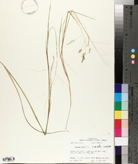 Panicum hians image