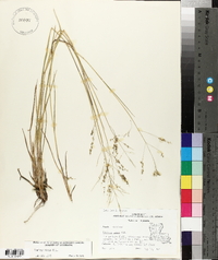 Panicum hians image