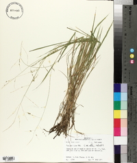 Panicum hians image