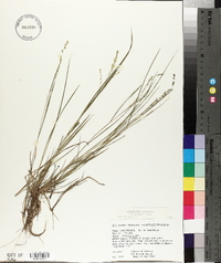 Panicum hians image