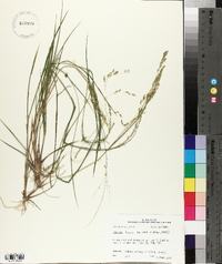 Panicum hians image