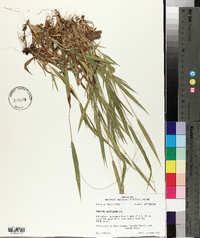 Panicum laxiflorum image