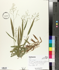 Panicum laxiflorum image