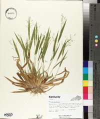 Panicum laxiflorum image