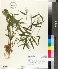 Panicum laxiflorum image