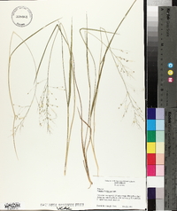 Panicum laxiflorum image