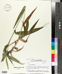 Panicum latifolium image