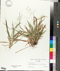 Panicum laxiflorum image