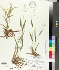 Dichanthelium laxiflorum image