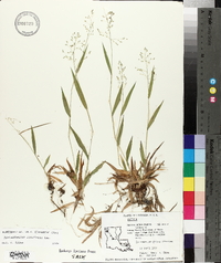 Panicum laxiflorum image