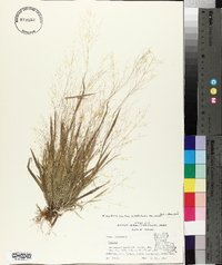 Panicum laxiflorum image