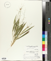 Panicum laxiflorum image