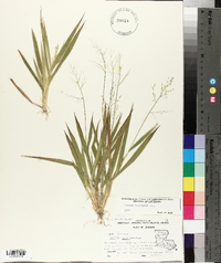 Panicum laxiflorum image