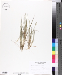 Panicum depauperatum image