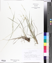 Panicum depauperatum image