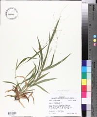 Panicum laxiflorum image