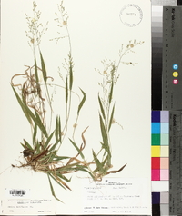 Panicum laxiflorum image