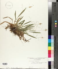 Panicum laxiflorum image