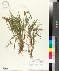 Panicum laxiflorum image