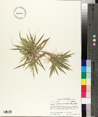 Panicum laxiflorum image