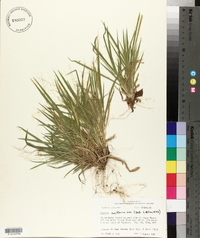 Panicum laxiflorum image