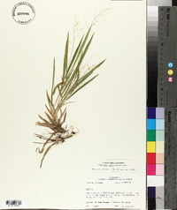 Panicum laxiflorum image