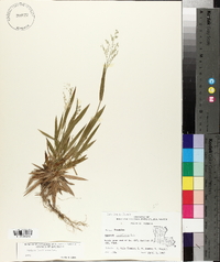 Panicum laxiflorum image
