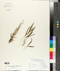 Panicum laxiflorum image