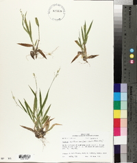 Panicum laxiflorum image