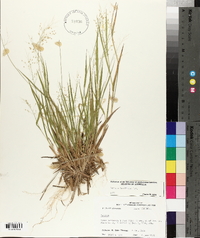 Panicum laxiflorum image