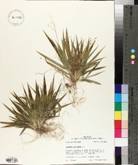 Panicum laxiflorum image