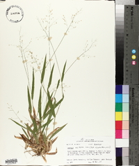 Panicum laxiflorum image