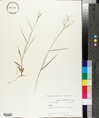 Panicum lindheimeri image