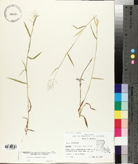 Panicum lindheimeri image