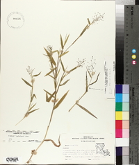 Panicum commutatum image