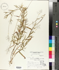 Panicum lindheimeri image