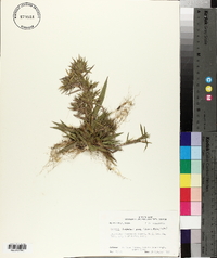 Dichanthelium acuminatum subsp. lindheimeri image