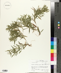 Dichanthelium acuminatum subsp. lindheimeri image