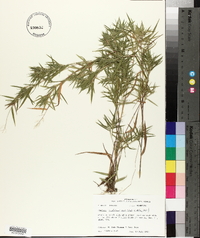 Dichanthelium acuminatum subsp. lindheimeri image