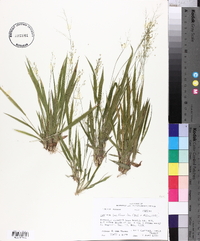 Panicum laxiflorum image