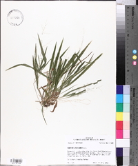 Panicum laxiflorum image