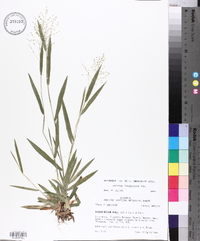 Panicum laxiflorum image