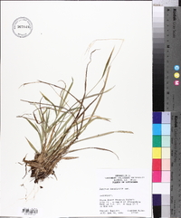 Panicum laxiflorum image