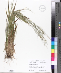 Panicum laxiflorum image