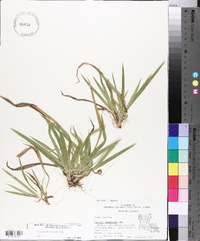 Panicum laxiflorum image