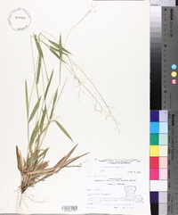 Panicum laxiflorum image