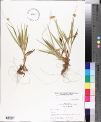 Panicum laxiflorum image